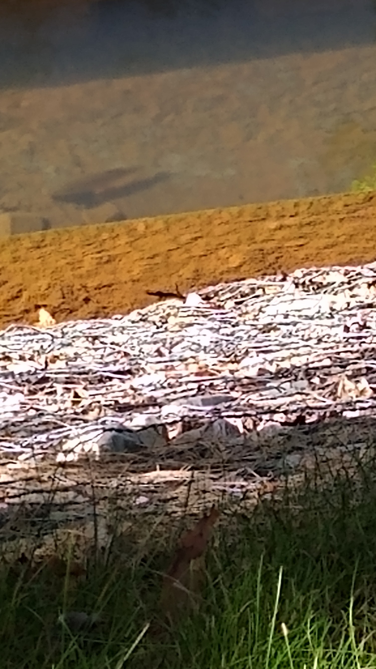 livebirdspoland_d341a407e805fef79dc5840d36fb4276.jpg
