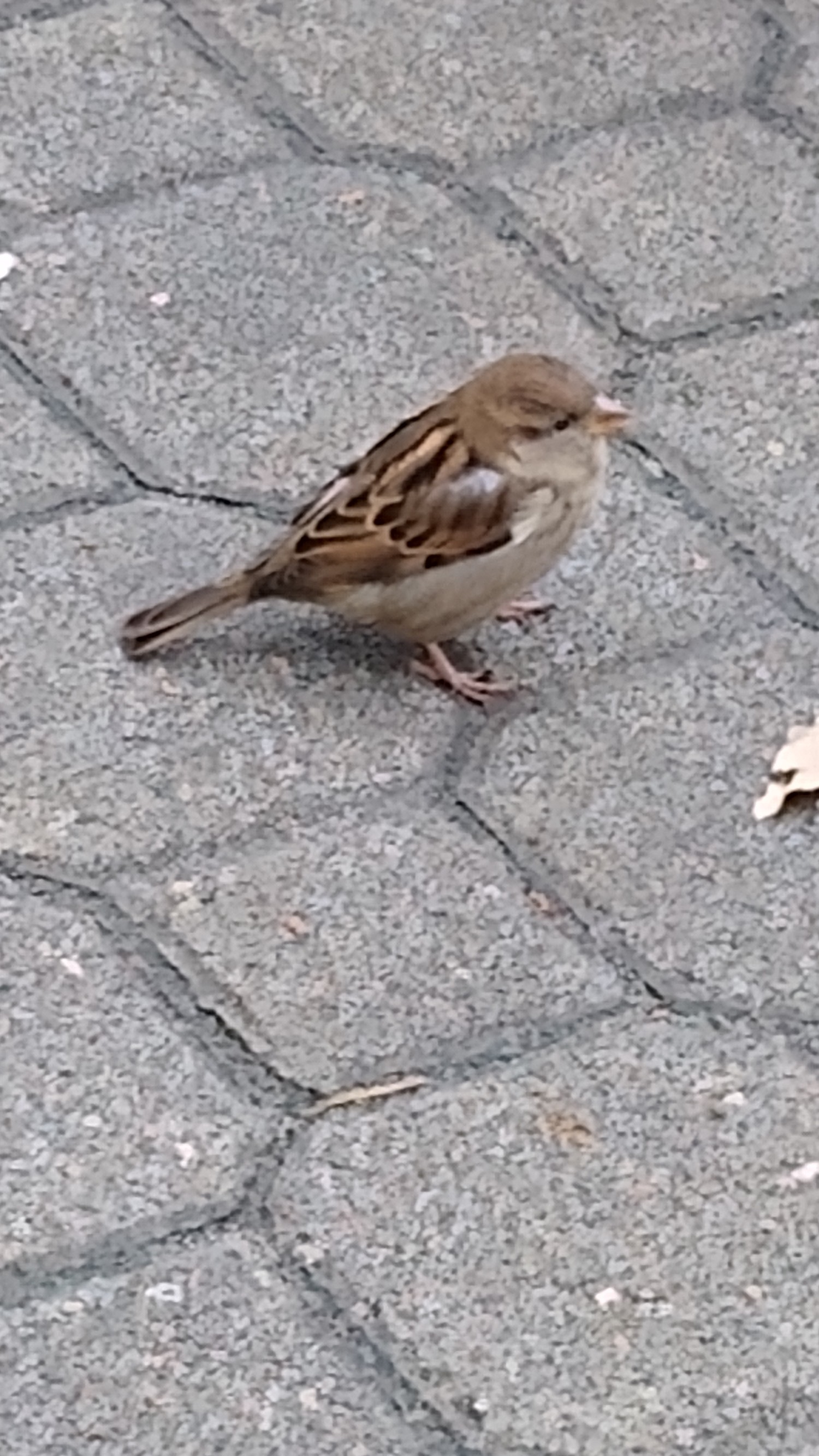 livebirdspoland_3a1056e4edd699def27ada2548716426.jpg