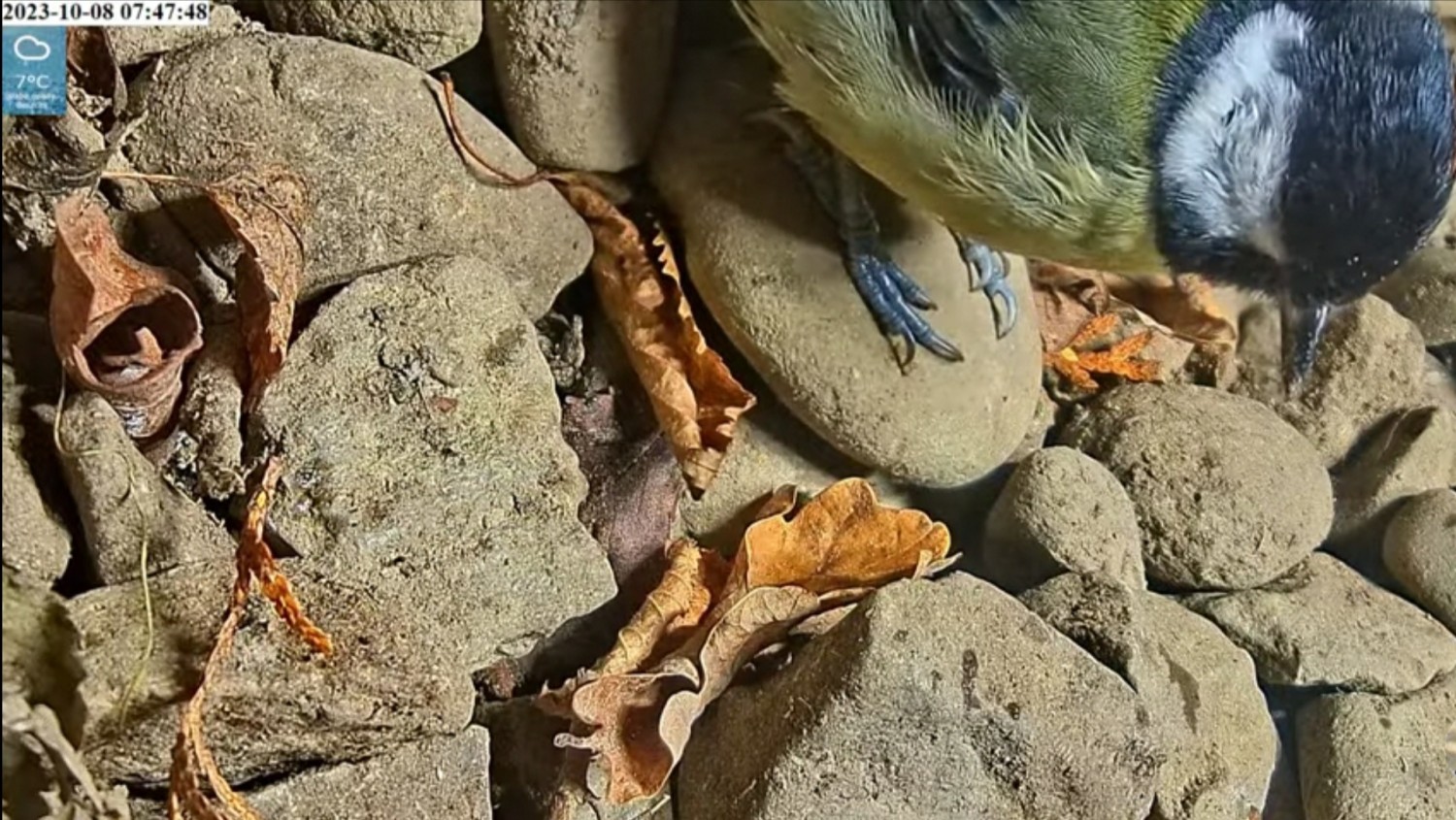 livebirdspoland_92abb78a3f8449f4952719f063ac6c8a.jpg