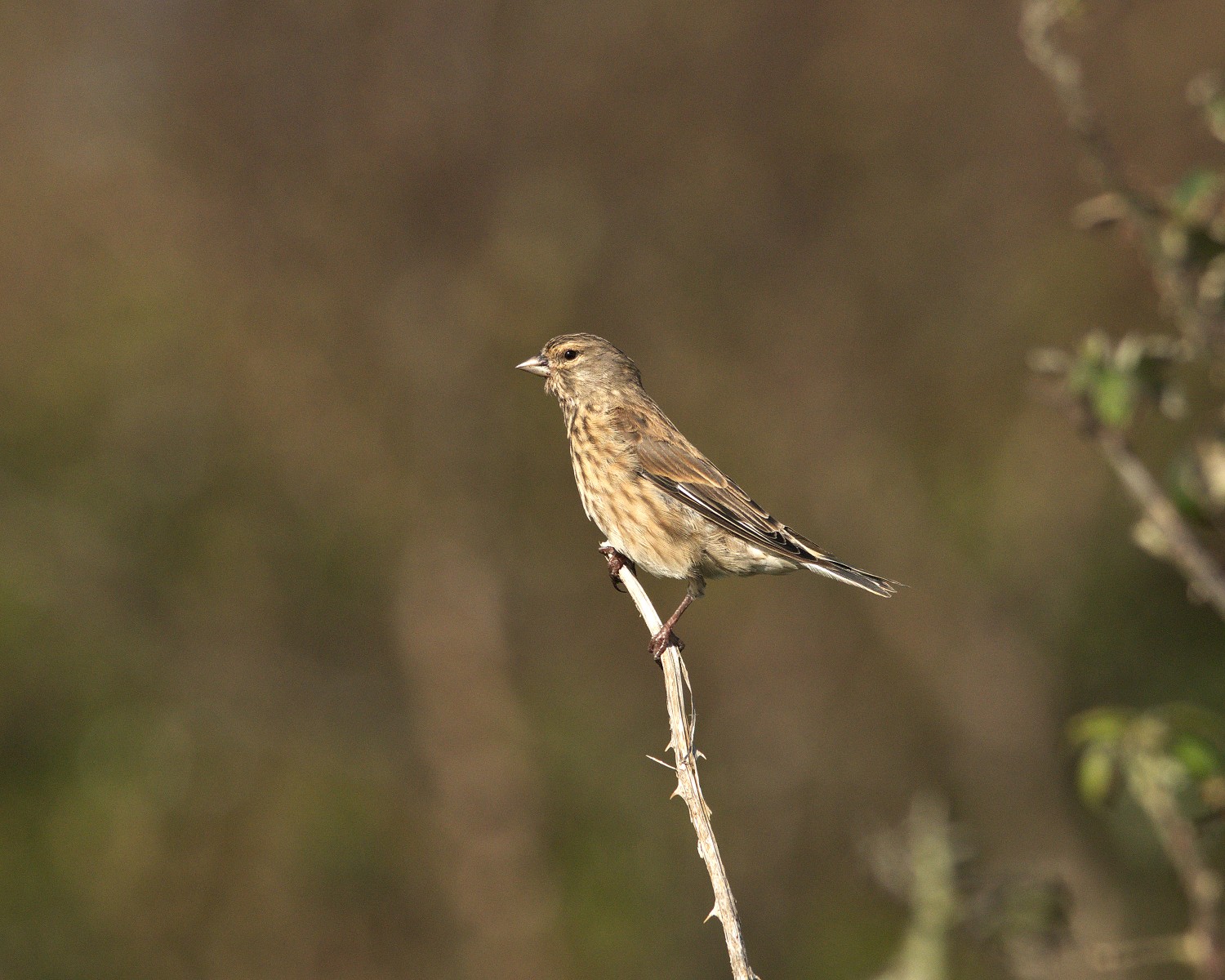 livebirdspoland_7d1a8f0200ee7a55bf3d4c90d7470608.jpg