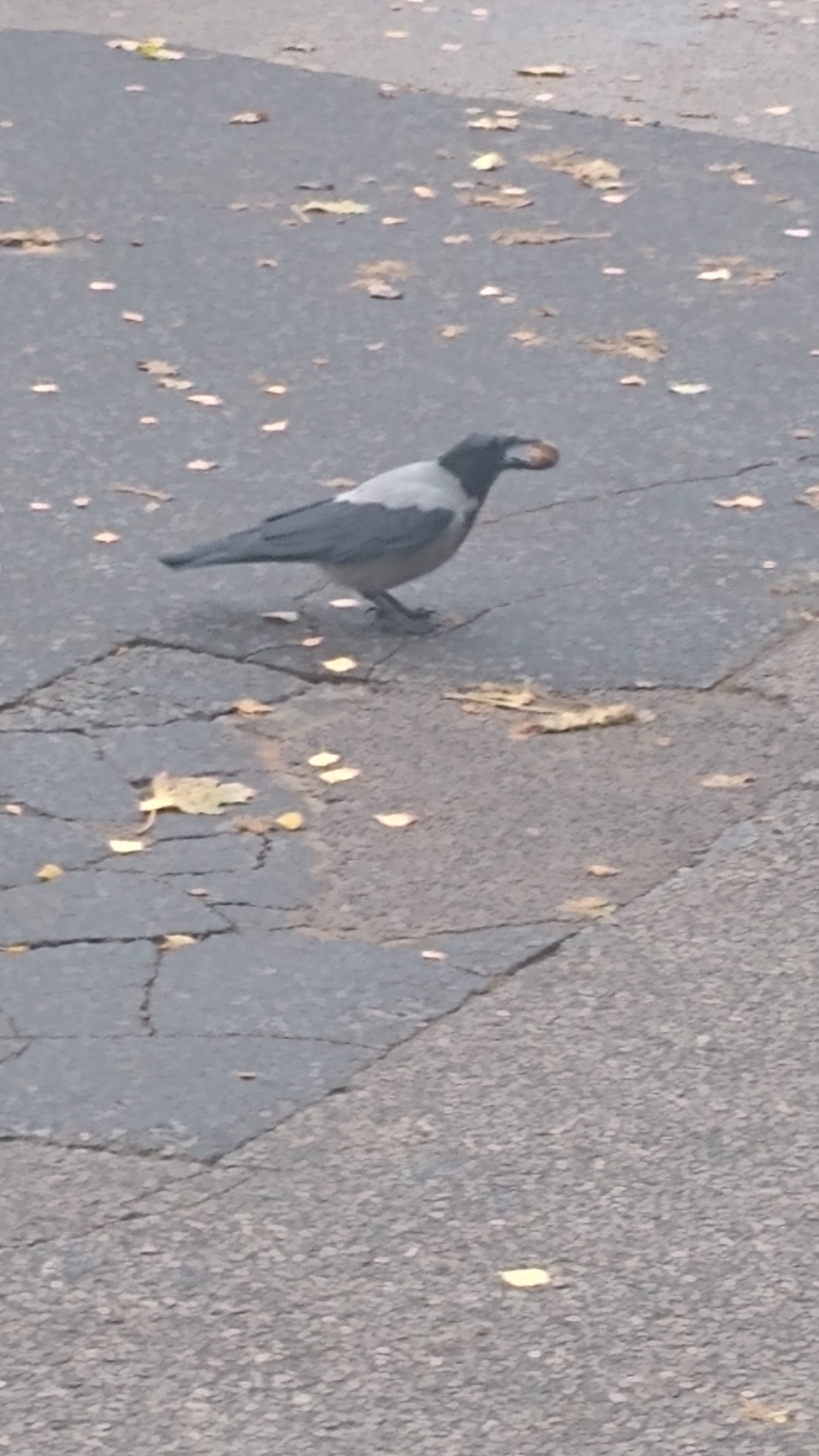 livebirdspoland_c7c8da050edfa51b47de6cad811b74d3.jpg