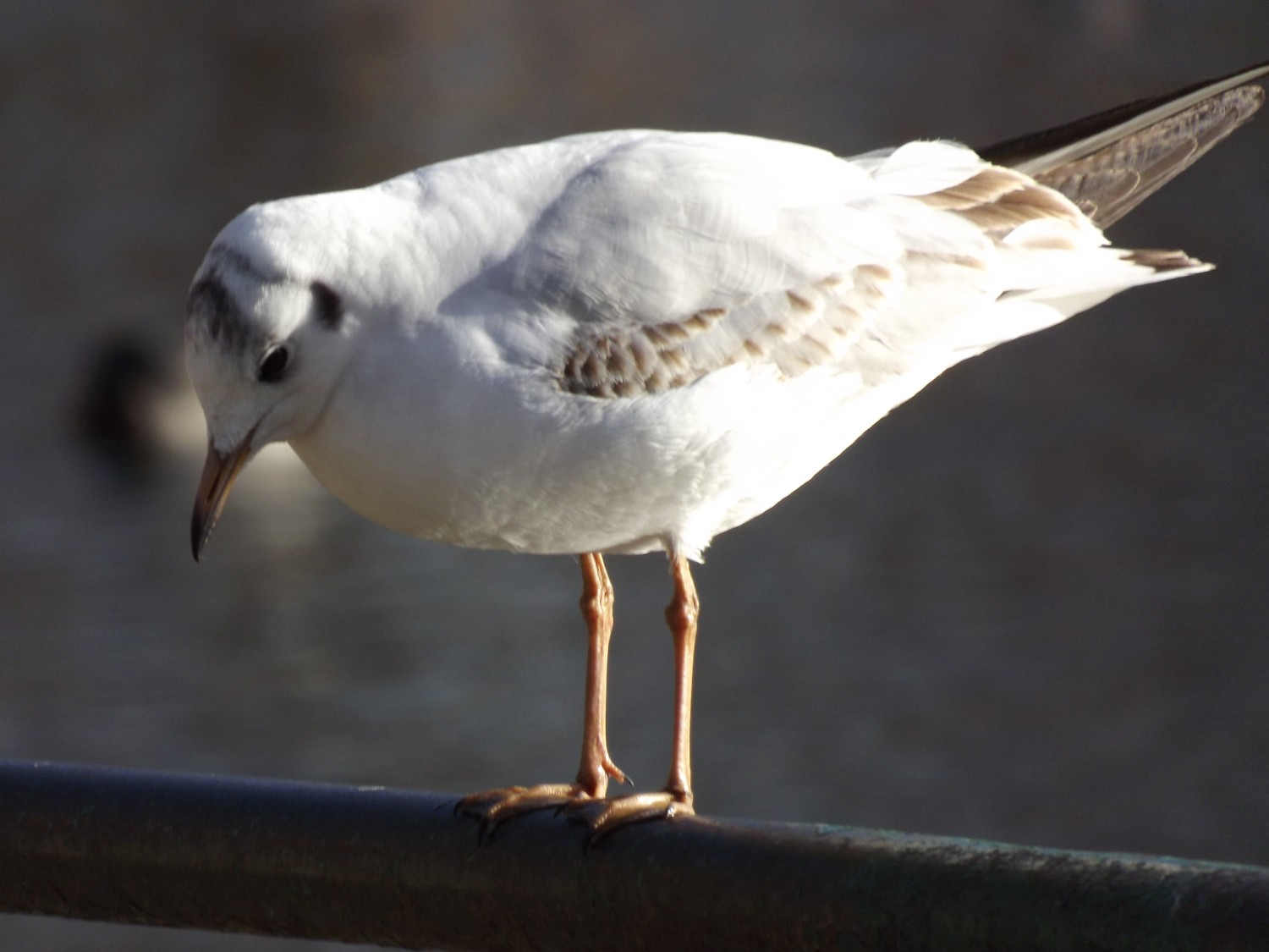 livebirdspoland_c7f34ee1a16214219b9e889a9ef2f02c.jpg