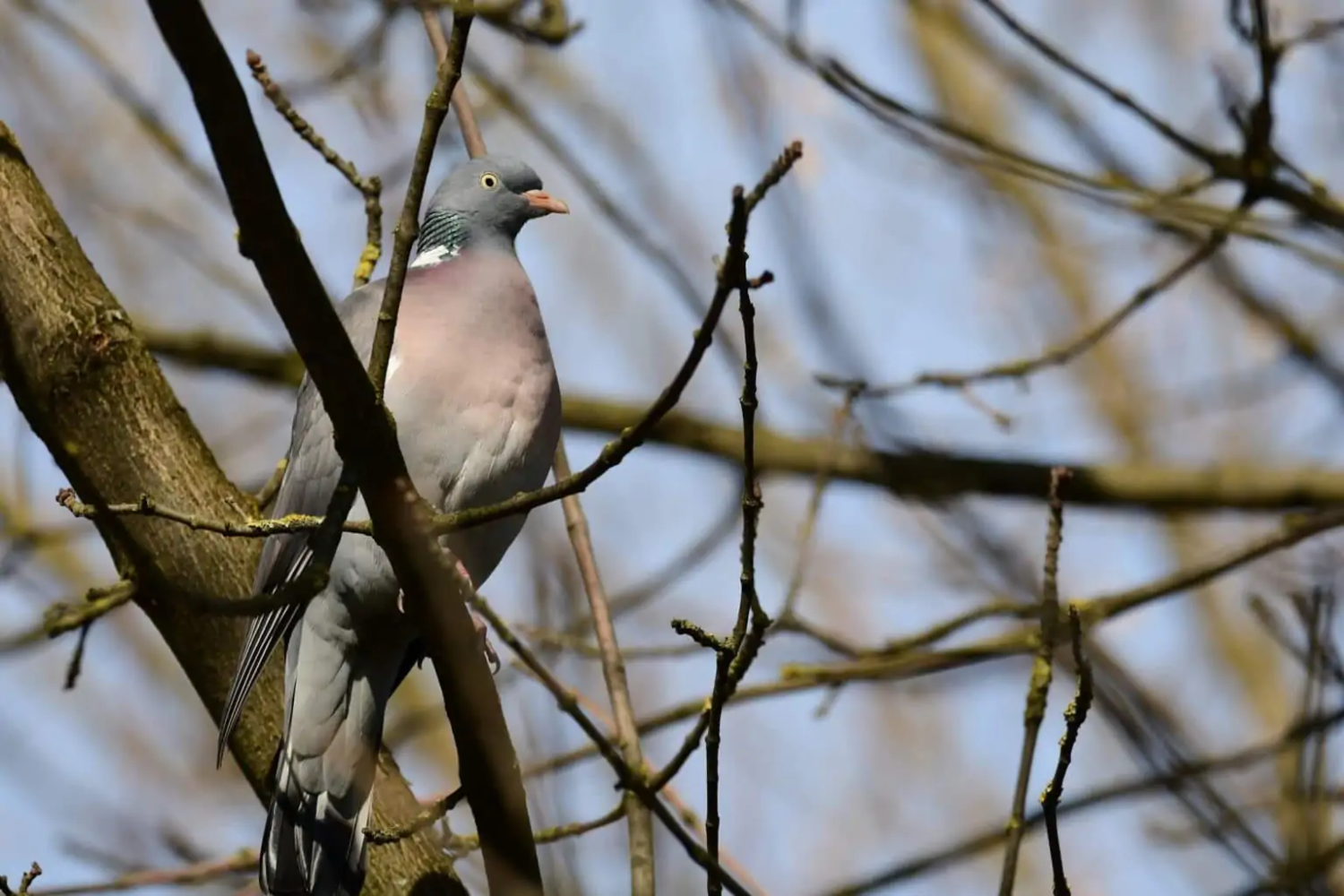 livebirdspoland_8e0a7eed839f586e91eea0e7ae83f4f2.png