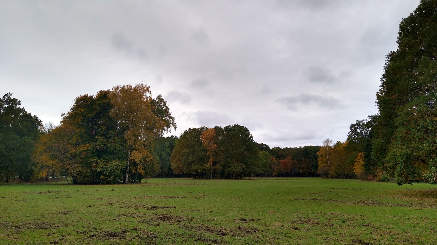 livebirdspoland_093f563241ac86ac35a11298a6873bdc.jpg