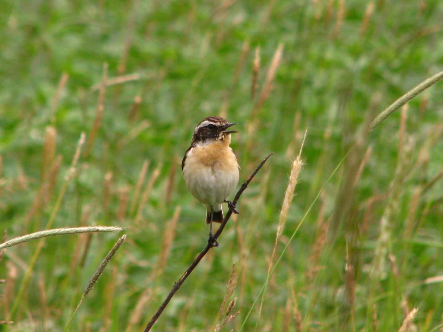 livebirdspoland_ffe3a90e304935f11b34da55e712390f.jpg