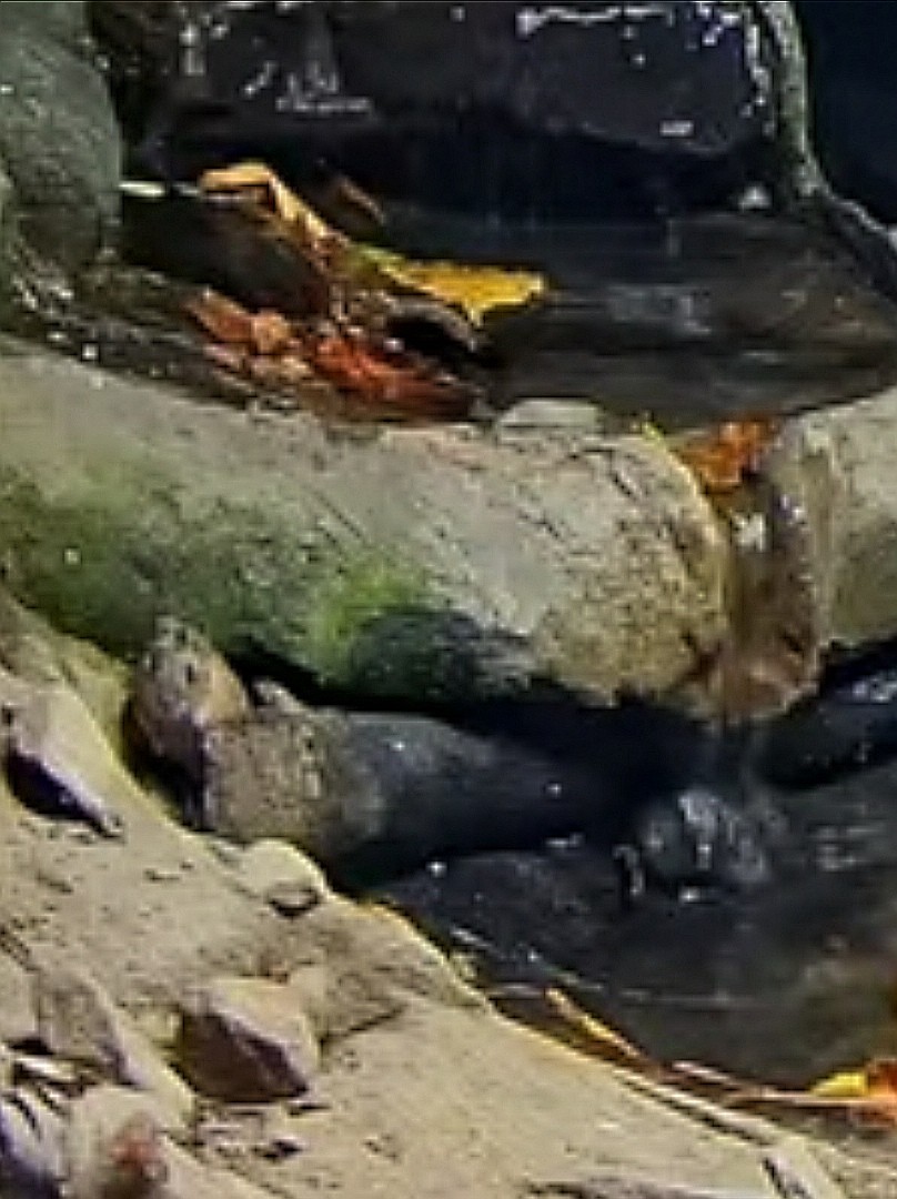 livebirdspoland_7698660427984b643cb5740646497289.jpg