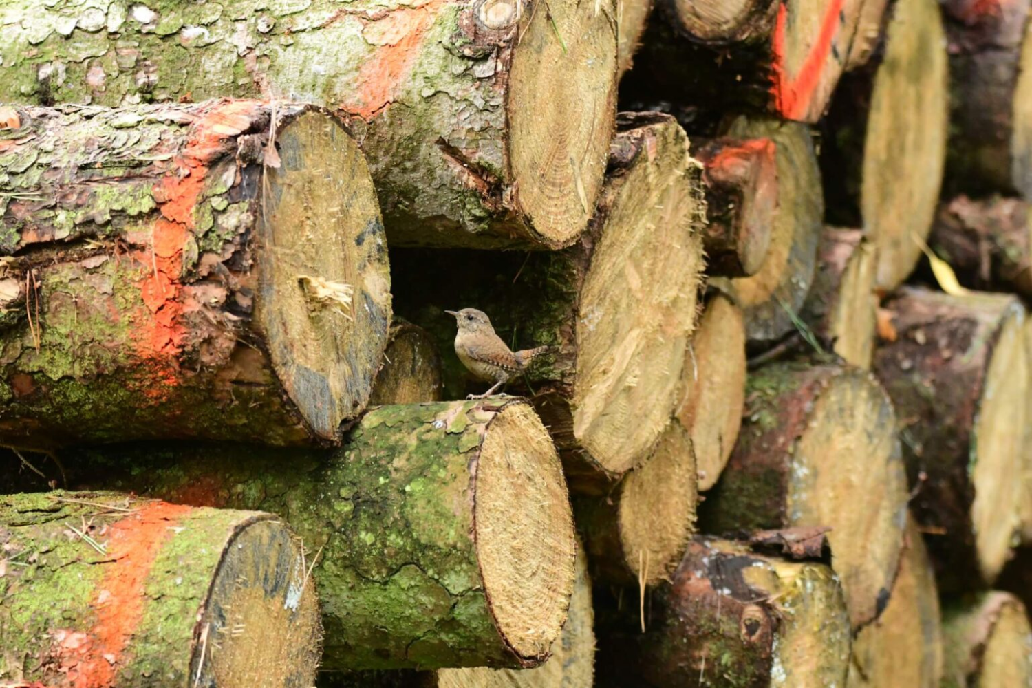 livebirdspoland_c25d27b6e2d7da742a72dc0ad1aaf085.png