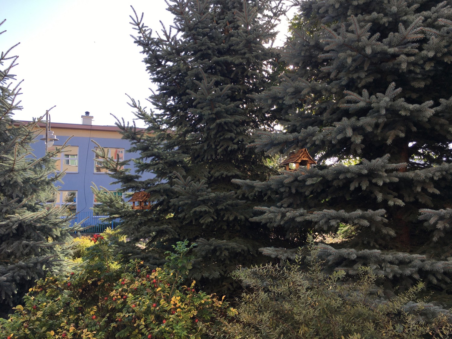 livebirdspoland_144a9b617504532c762cf1045b800172.jpg