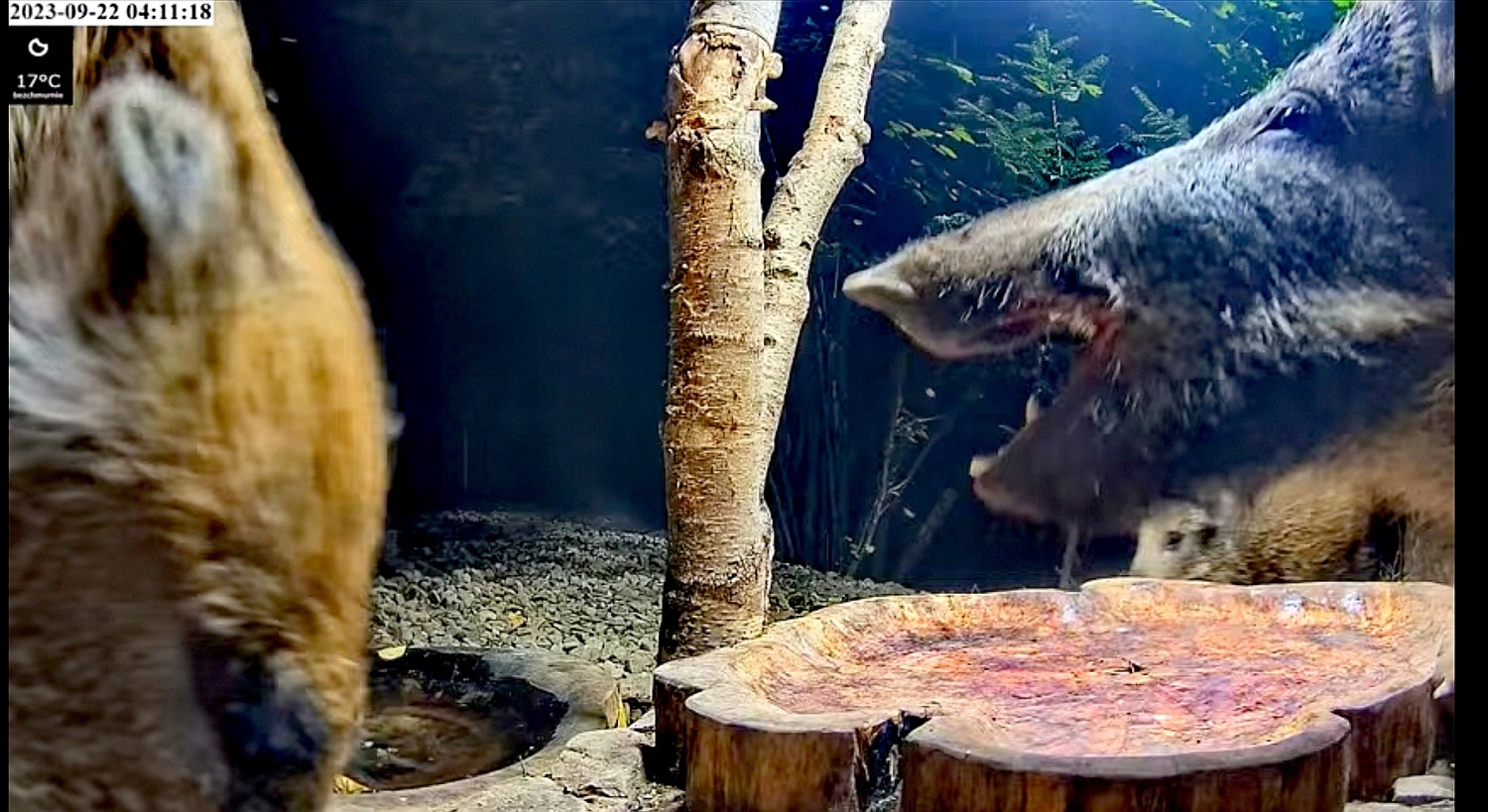 livebirdspoland_7d5f36e055ed412fb8eb5f927f18ccea.jpg