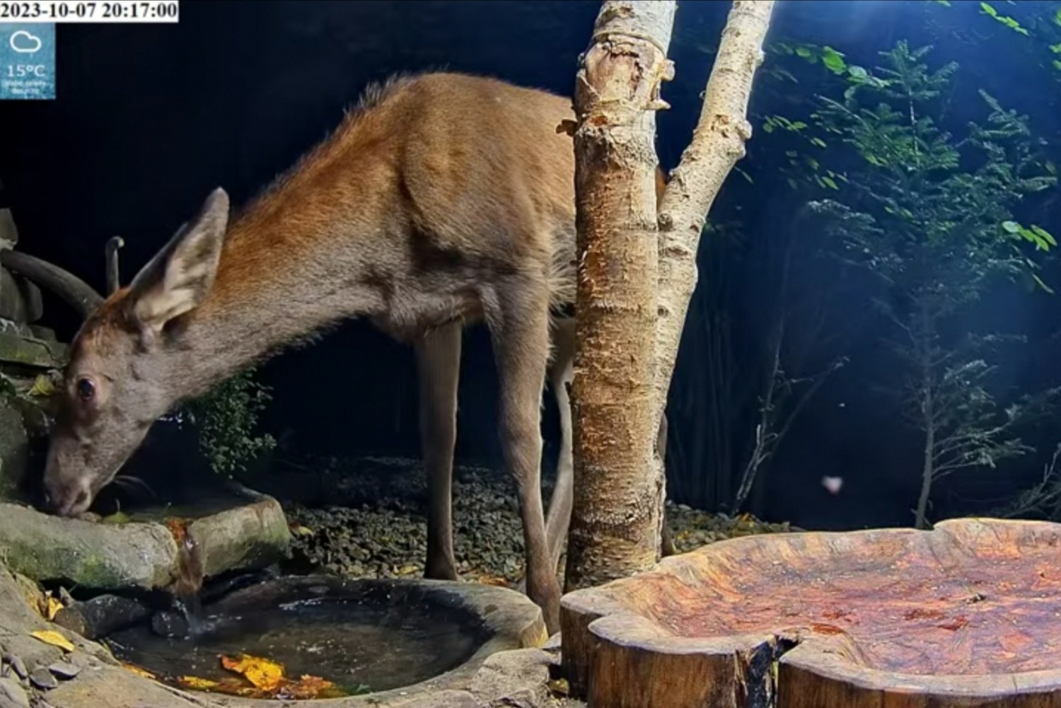 livebirdspoland_09698831c728704ba3013844d01d5aad.jpg