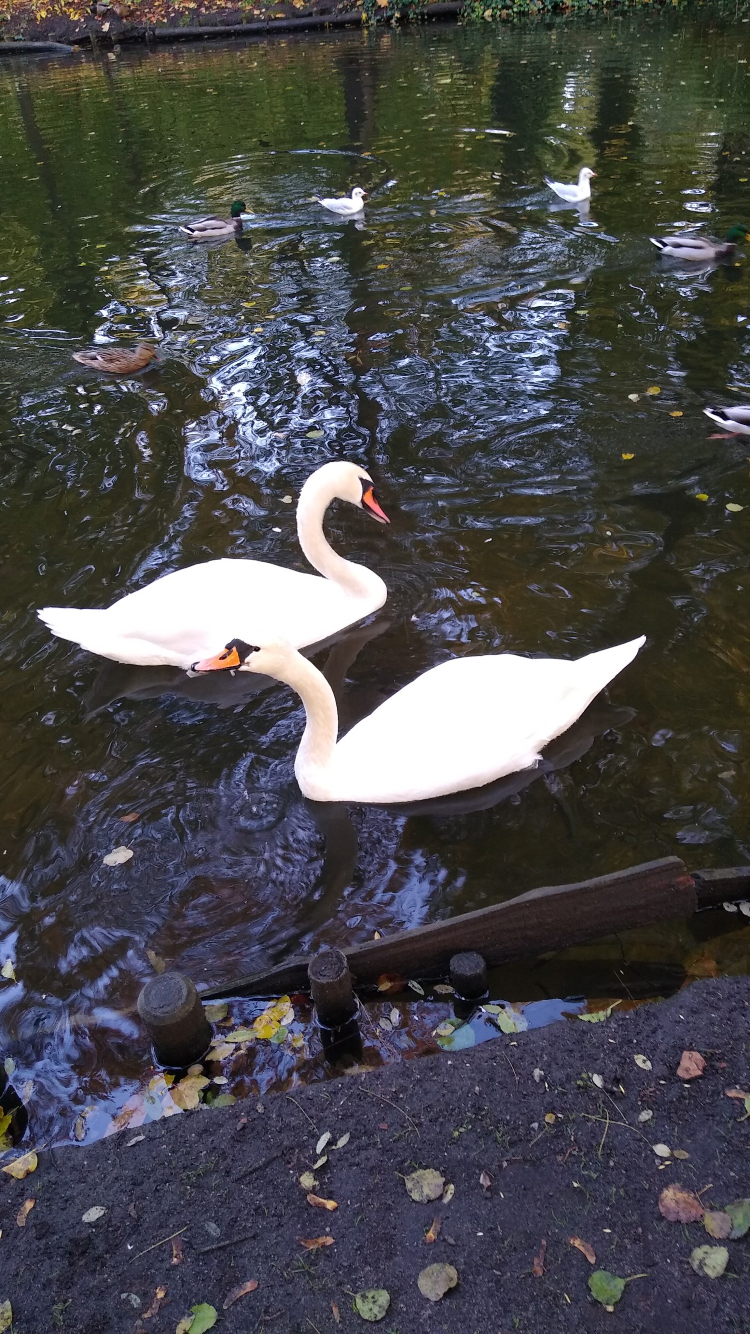 livebirdspoland_b363dc1aa5da847899b47c06ef7af3aa.jpg
