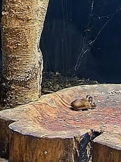 livebirdspoland_c8a8fc0057df0749e9410af686060d58.jpg
