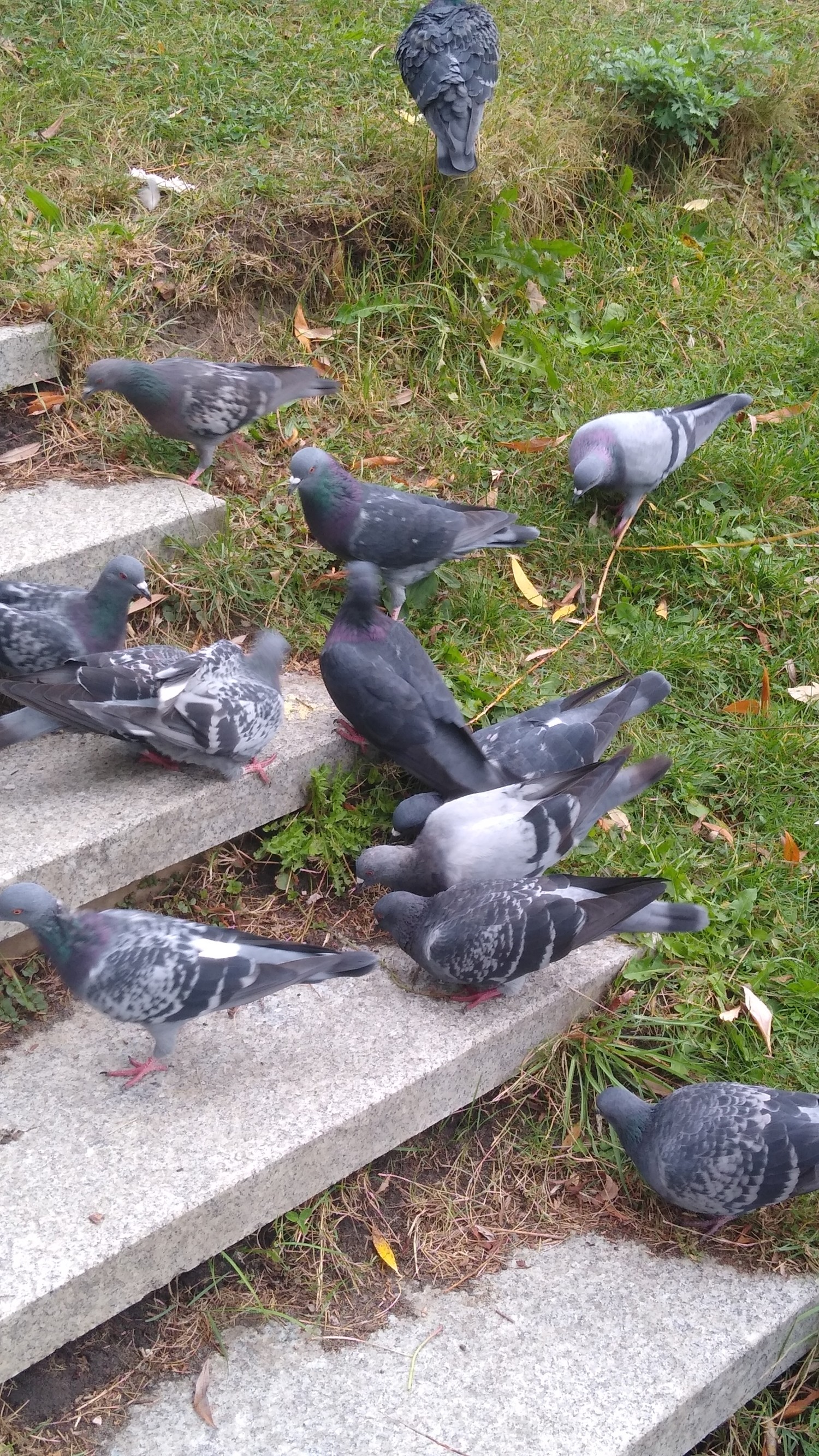 livebirdspoland_48925d781d07fd9c6ade3785453712ae.jpg