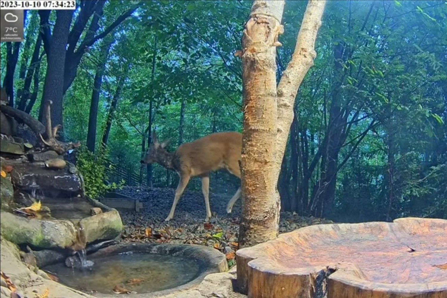 livebirdspoland_f368c383be5d93fd9f968104827bccde.jpg