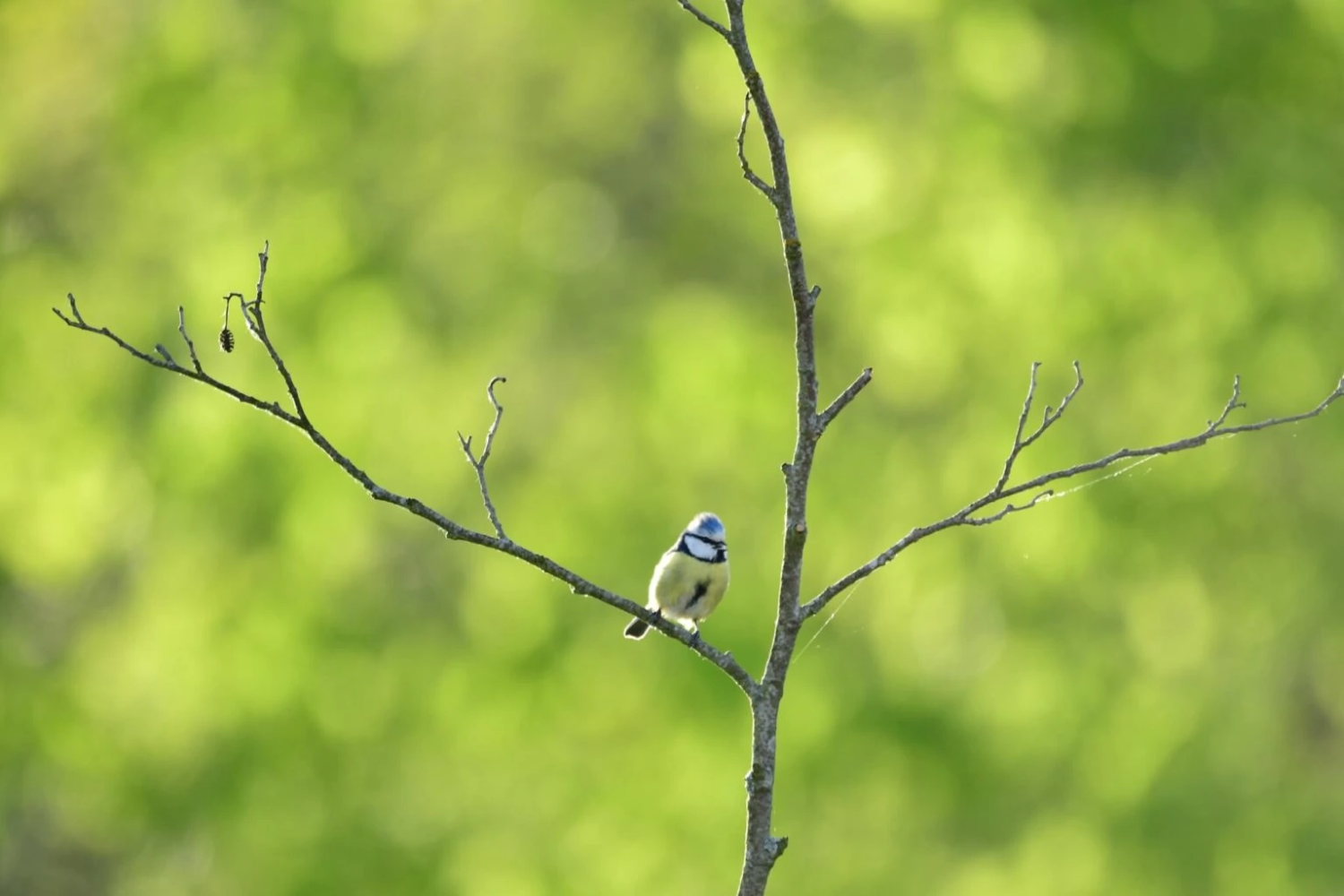 livebirdspoland_6180fc0d31a387049587e271548bacc1.png