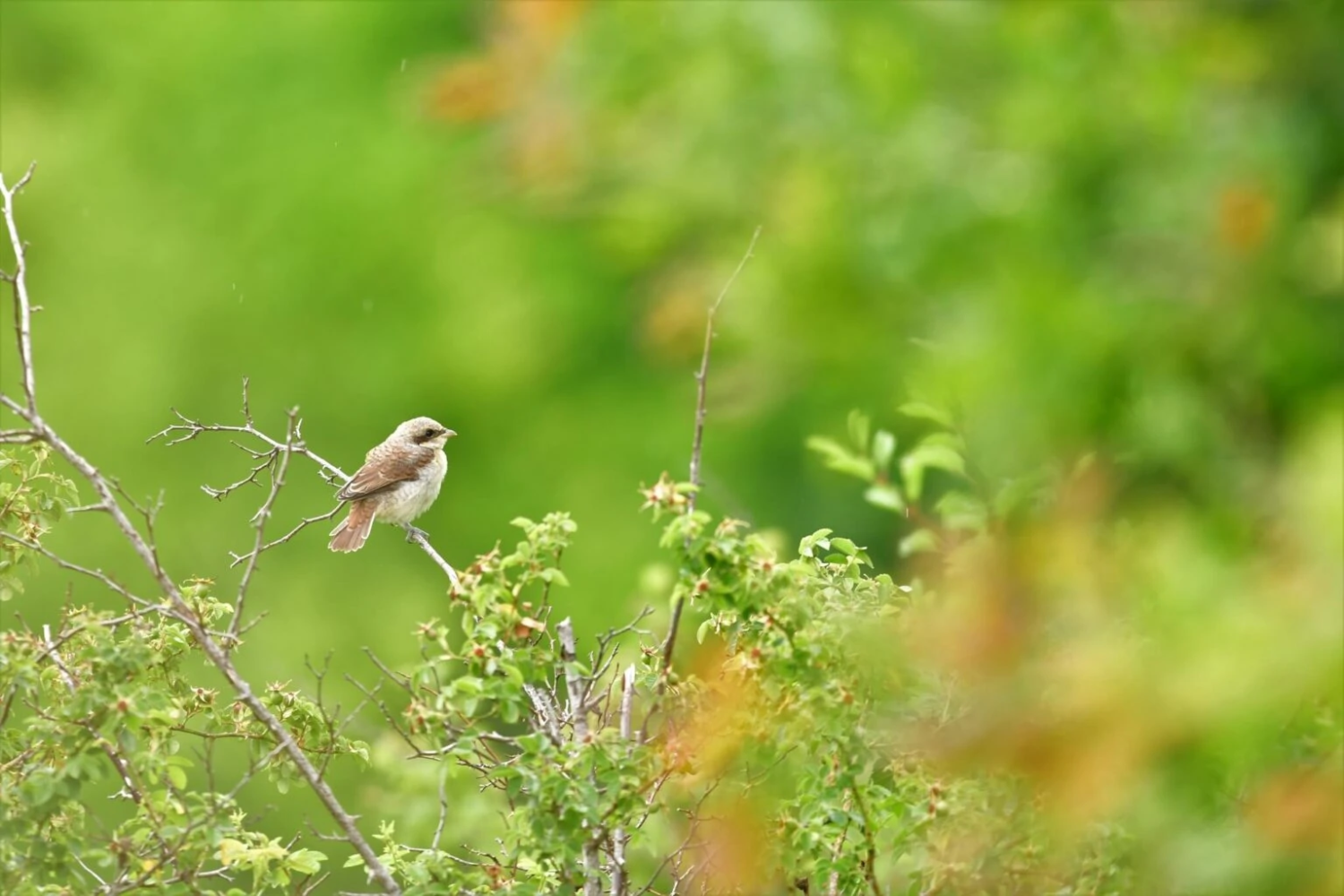 livebirdspoland_7eaa856f76286c67a4e1e0d995b15447.png