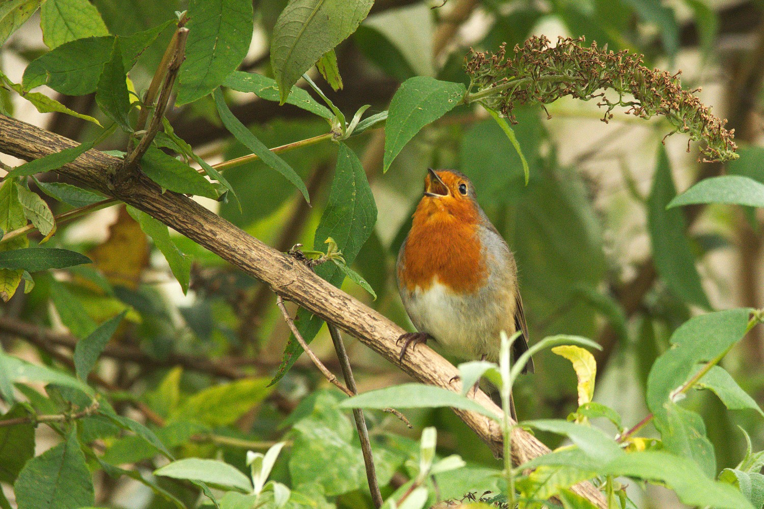 livebirdspoland_a19c10870bc58e603a07b7584e603fe4.jpg