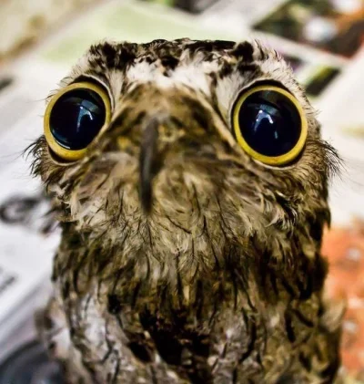 livebirdspoland_cc2c8735ecc2b4cdf93a61cb8c047a76.png