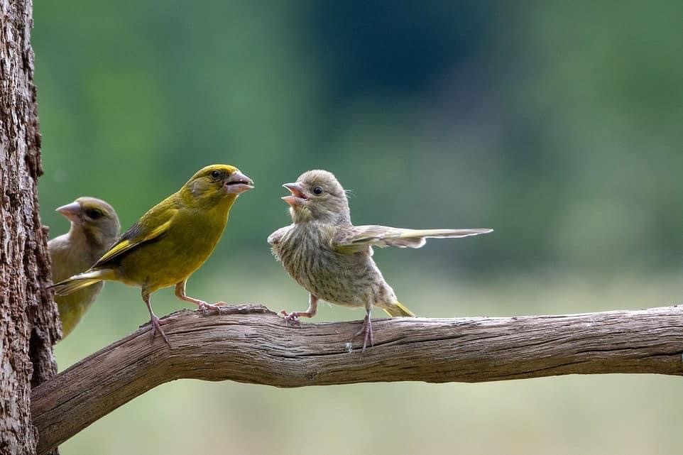 livebirdspoland_c157b1c8c17f1f4b8f50c80fac847157.jpg
