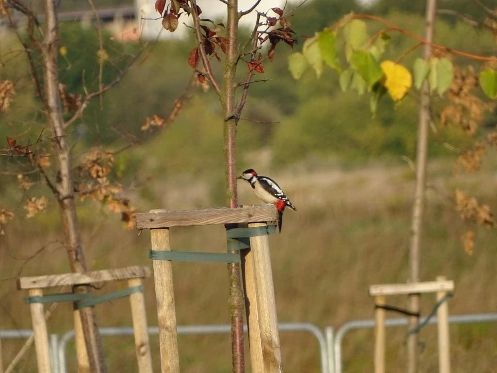 livebirdspoland_8f3a6061b0197a813113e3cc7dec13d7.png
