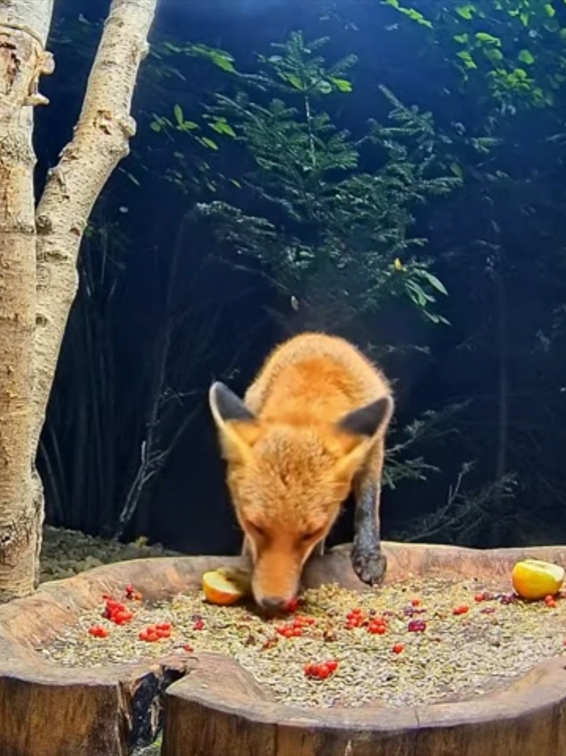 livebirdspoland_c612d75d24b33eef0e163f0e79b942ba.jpg