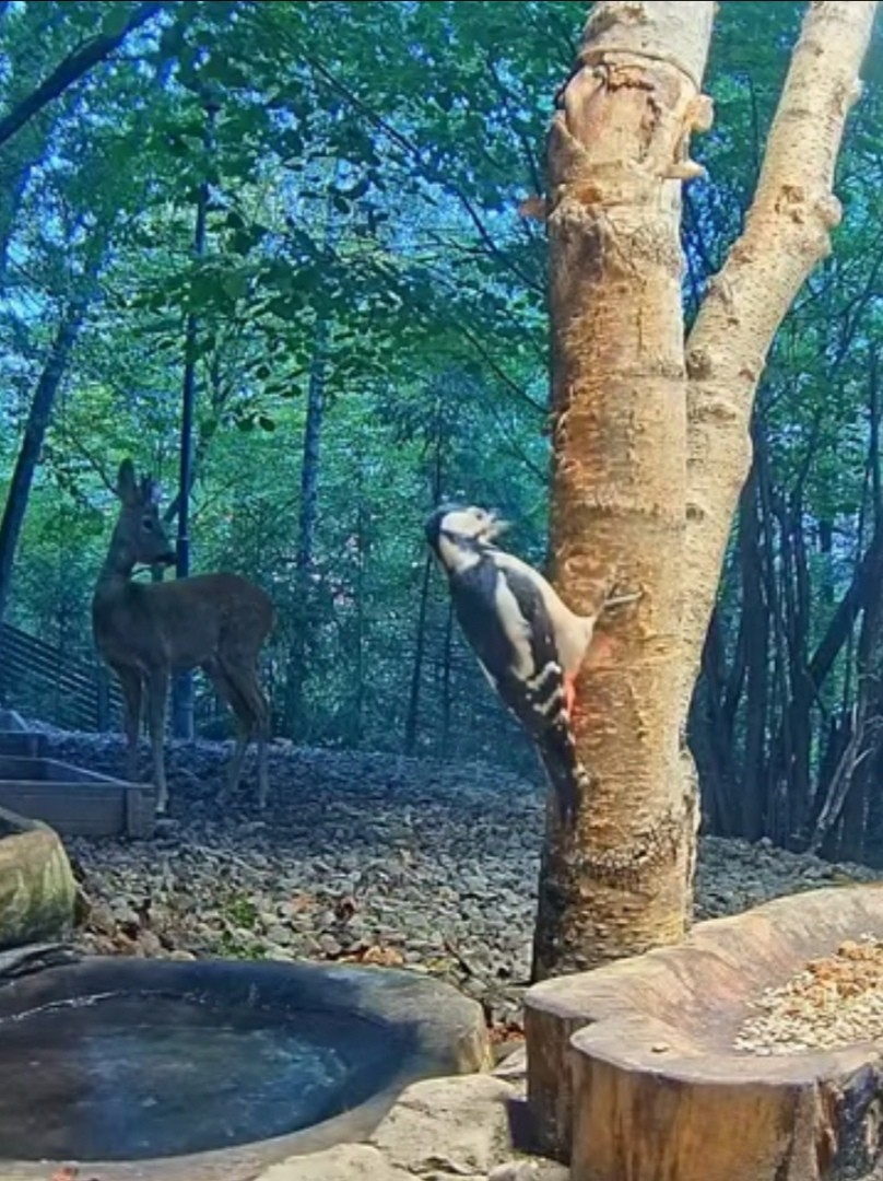 livebirdspoland_35d20a19a0e540e17a40d828f85e84e4.jpg