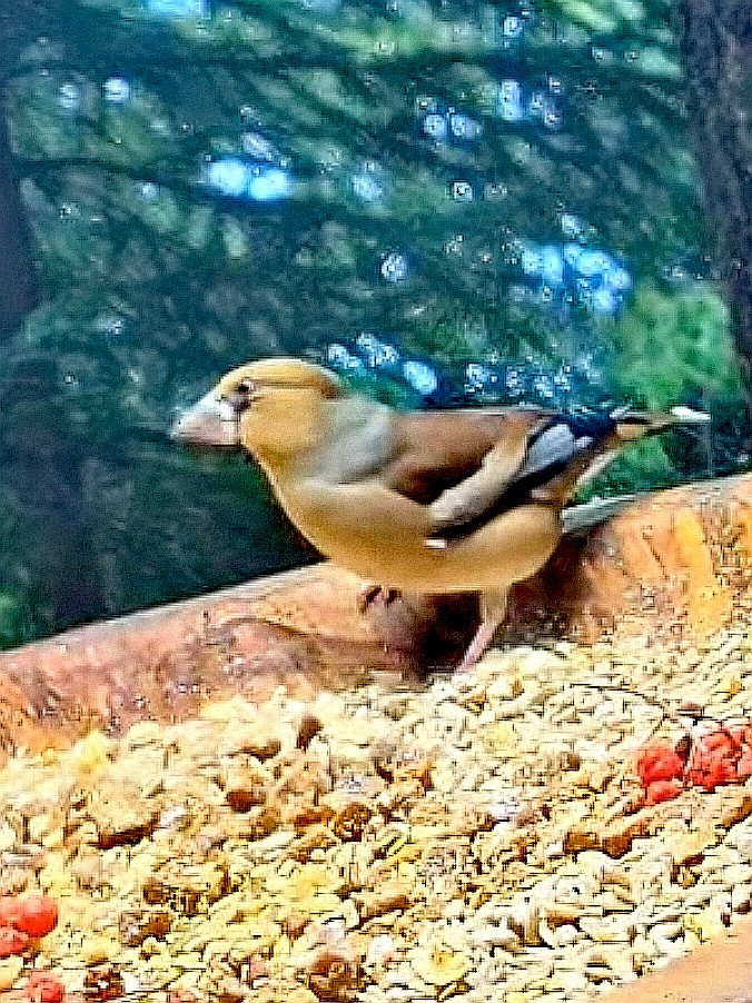 livebirdspoland_34460ec4ce1f3cd2b62608a90771492b.jpg