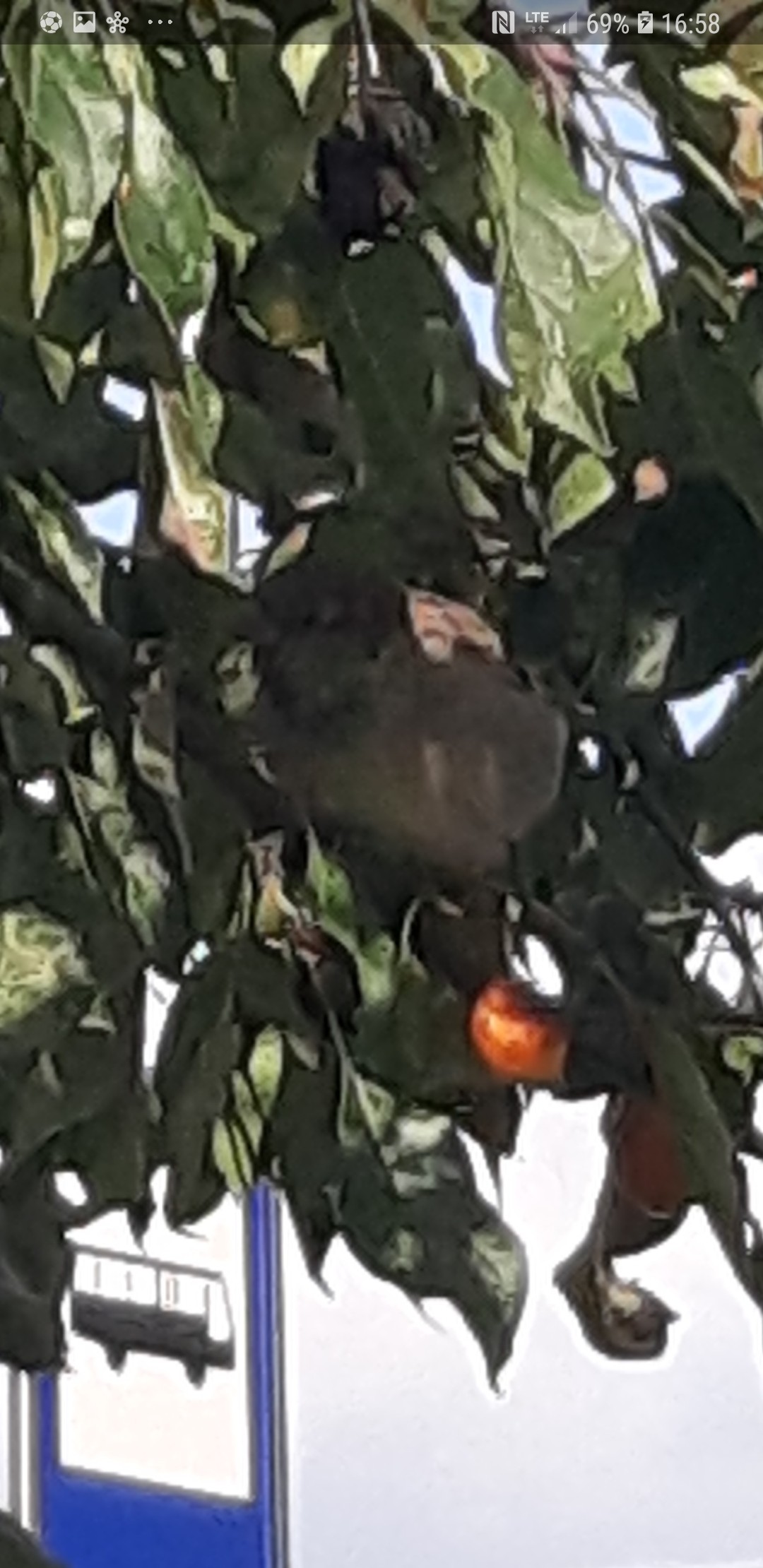 livebirdspoland_a7935505dd4a5dd87461b343fe5b7905.jpg