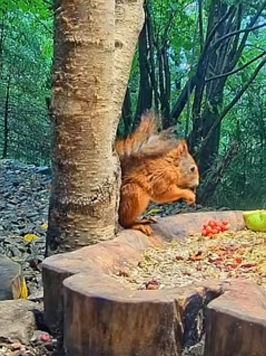 livebirdspoland_a485e5614c49719a6ba01090fcd3e0de.jpg