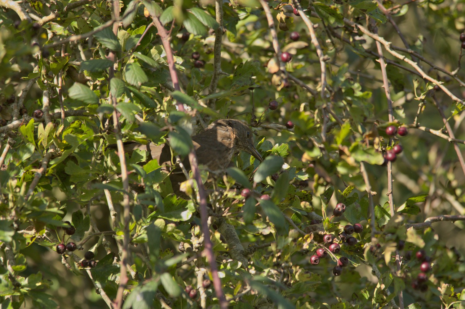 livebirdspoland_e7d6bea7d402711366c30575bcad655d.jpg