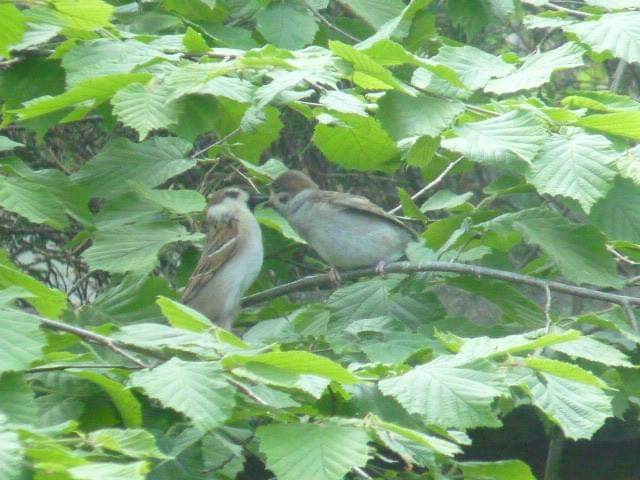 livebirdspoland_fd1e166095850791f78929e0e37e1e56.jpg