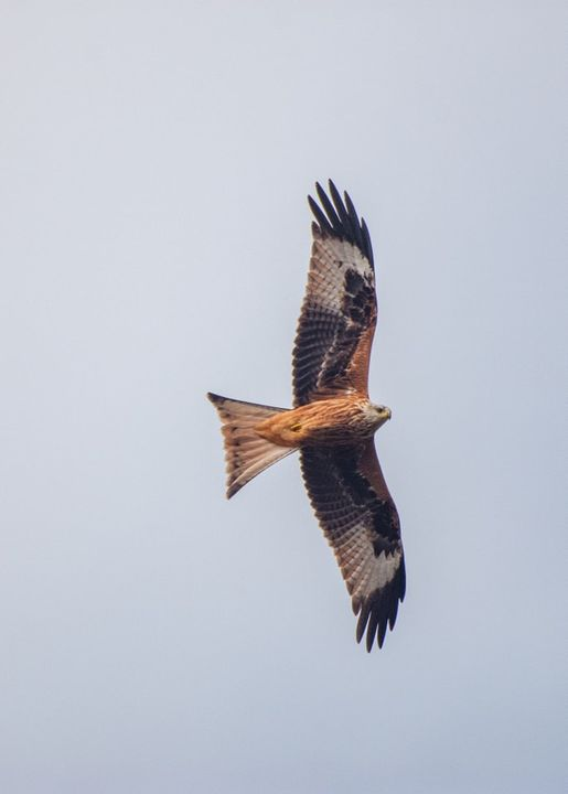 livebirdspoland_d0688a8f3193436564e294b41d25b9b4.png