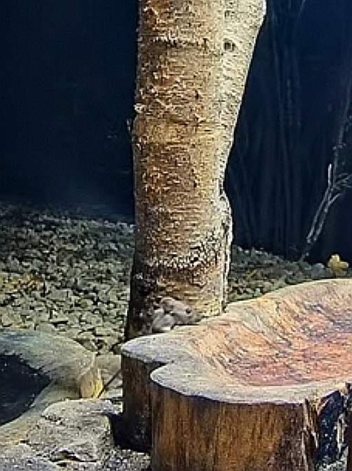 livebirdspoland_5a6fa4c14f77508bd7d6807214e0a38e.jpg