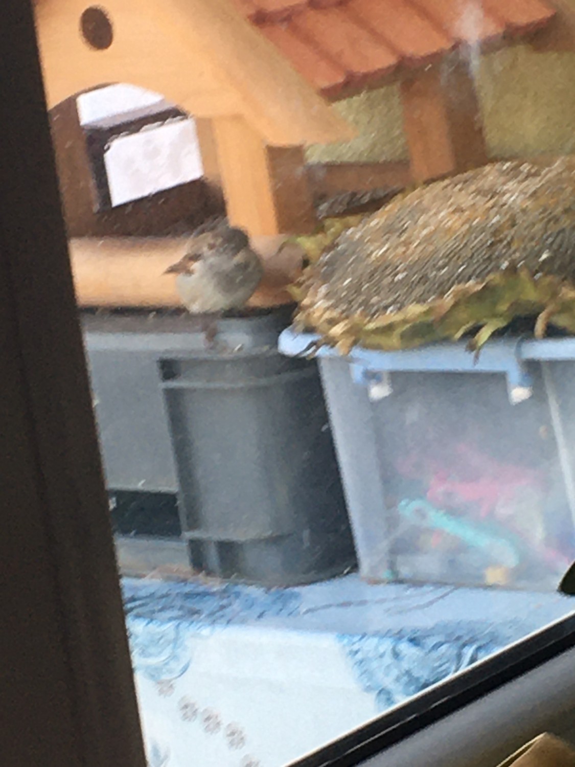 livebirdspoland_d4e27abc43a7575c100b7a3f1a4cfd37.jpg