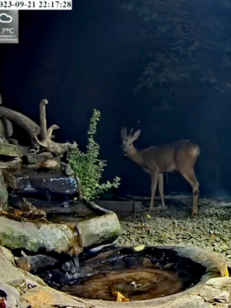 livebirdspoland_c21311c7666642c6d37404177646e789.jpg