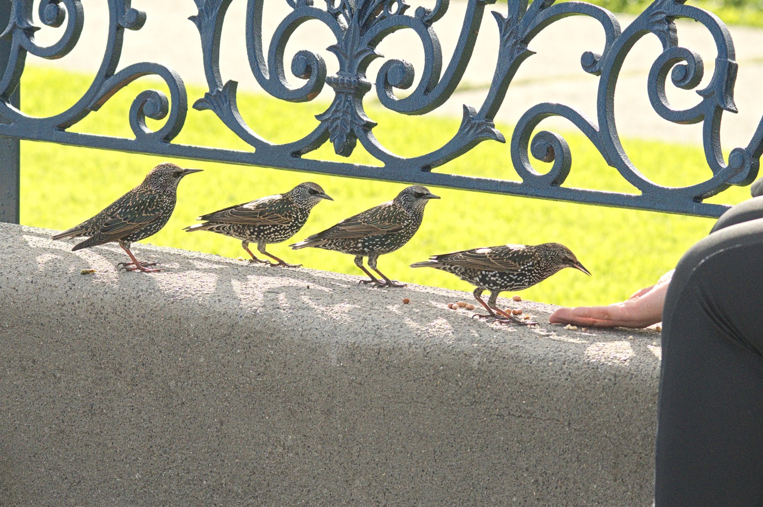 livebirdspoland_a59e6d7d979fcb18d469ecf29f1ab2af.jpg
