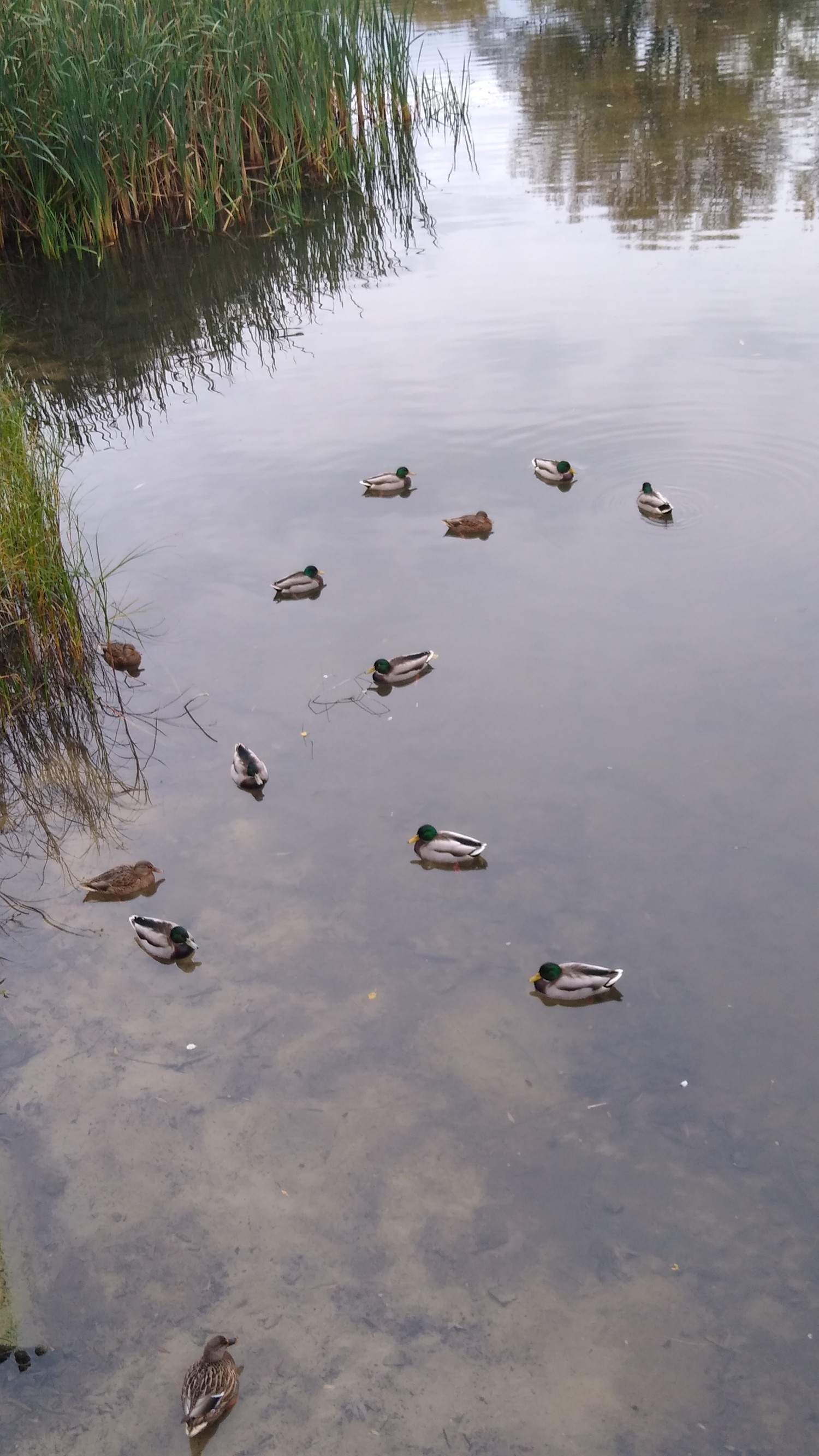 livebirdspoland_40ce453ece201bc93f3e7026426ef64d.jpg