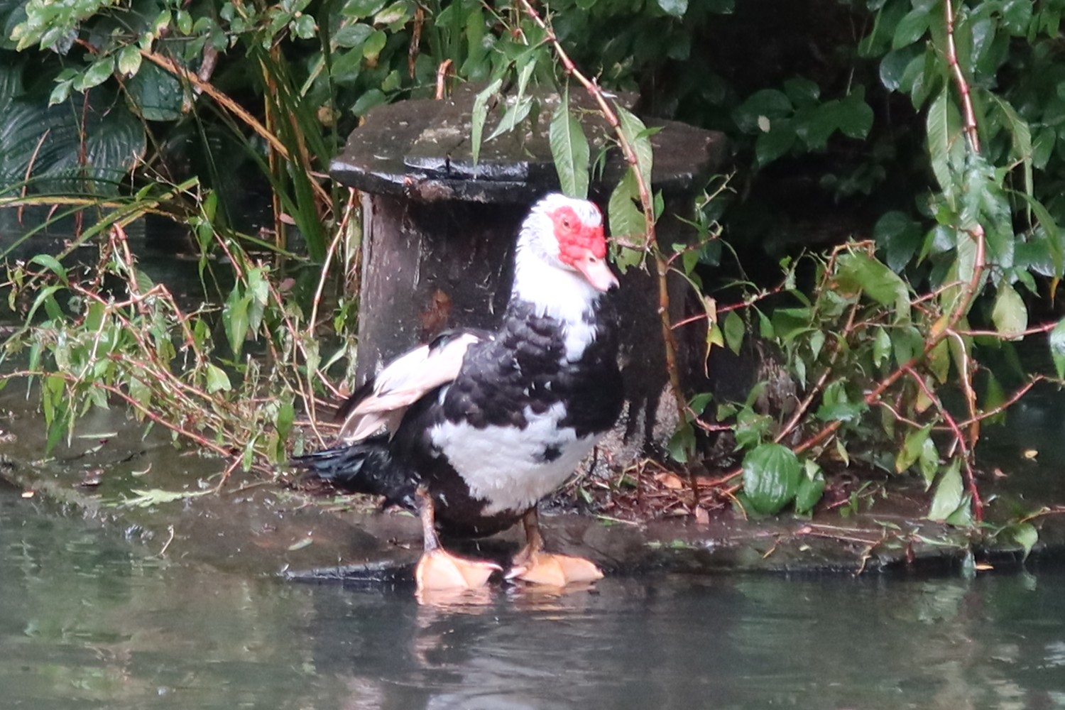 livebirdspoland_8818e05c69c028ce0fa58fb3efeb3016.jpg
