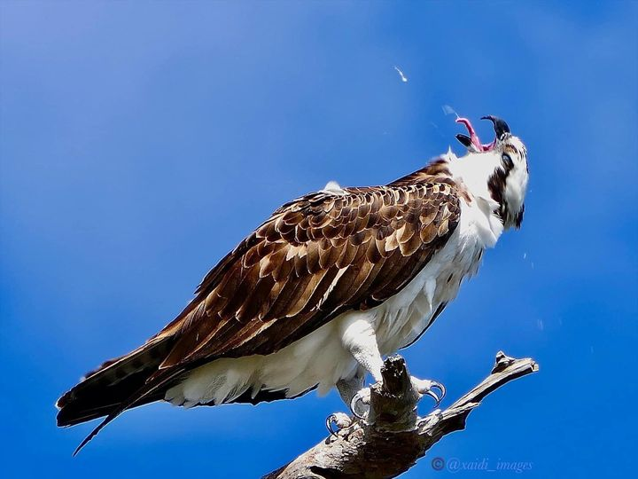 livebirdspoland_55742fa2f98be40623fe4d245344ce98.png