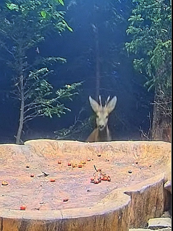 livebirdspoland_f9190e6820fd0b1de9e103ce5fcaa437.jpg