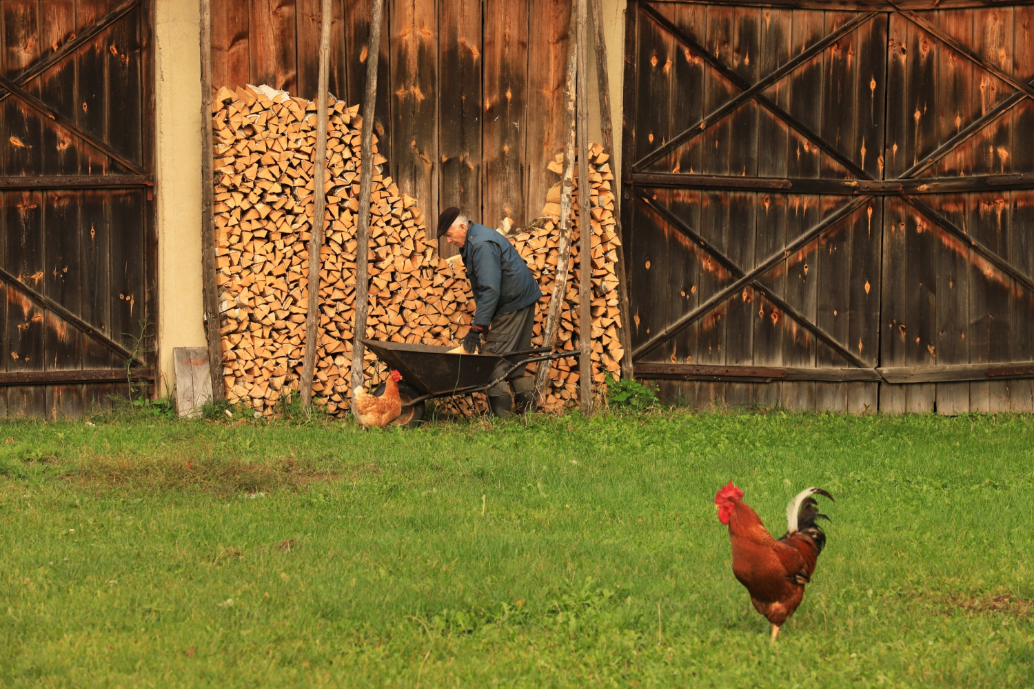 livebirdspoland_786bb5f6b8b18a8a4391183383ec2689.png