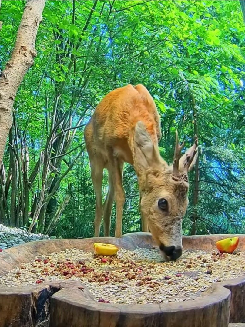 livebirdspoland_aad8d5ba4075d5c98dd8058c7fd72e0c.jpg