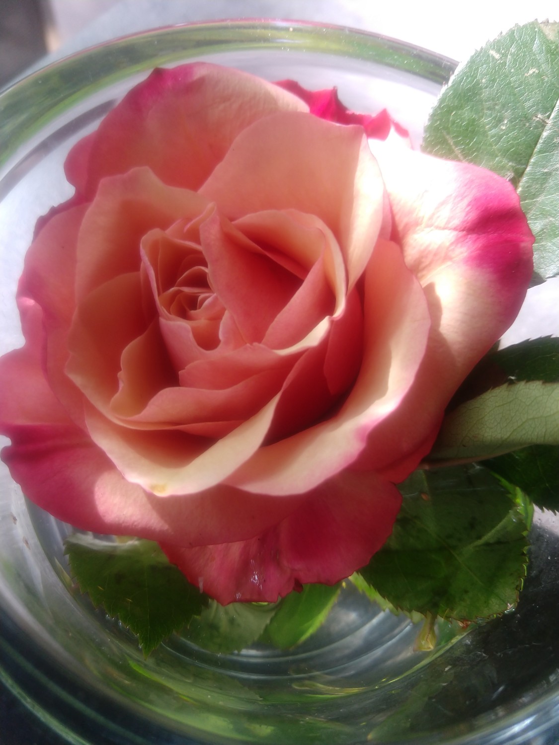 livebirdspoland_411001f6ad0e72c08a84f645e9ced1a3.jpg