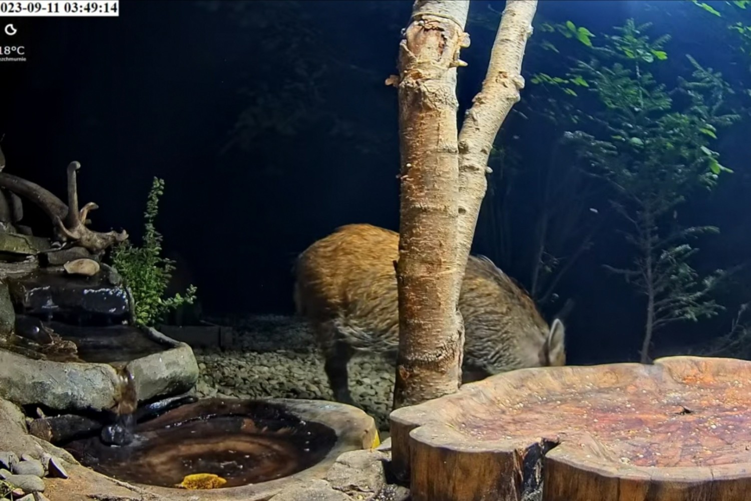 livebirdspoland_08c194b0479fd7c0a28c3e0066736777.jpg