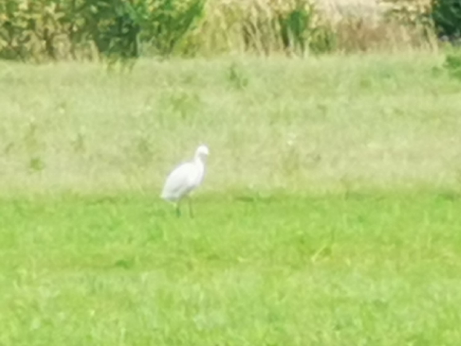 livebirdspoland_d189e3fd9126bb3269ab95dc0a3dc1ed.jpg