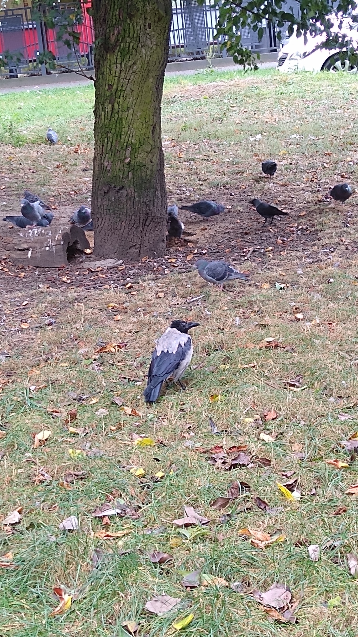 livebirdspoland_24a37aede4628f36ceaeaa4ba85d01e3.jpg