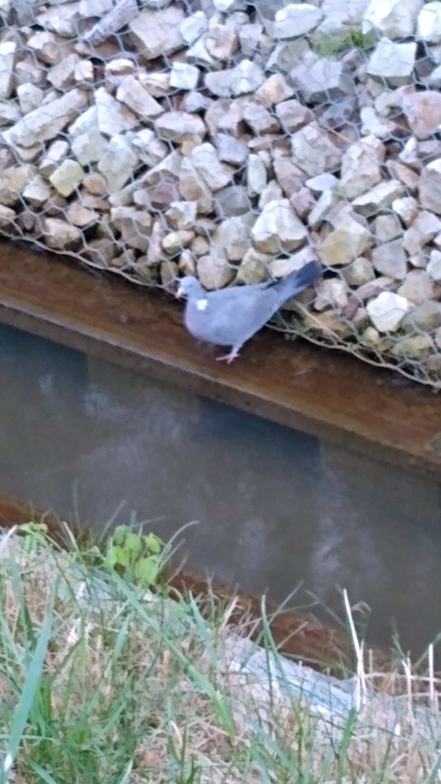 livebirdspoland_1705e6774ca74a57e46720394b0063d0.jpg