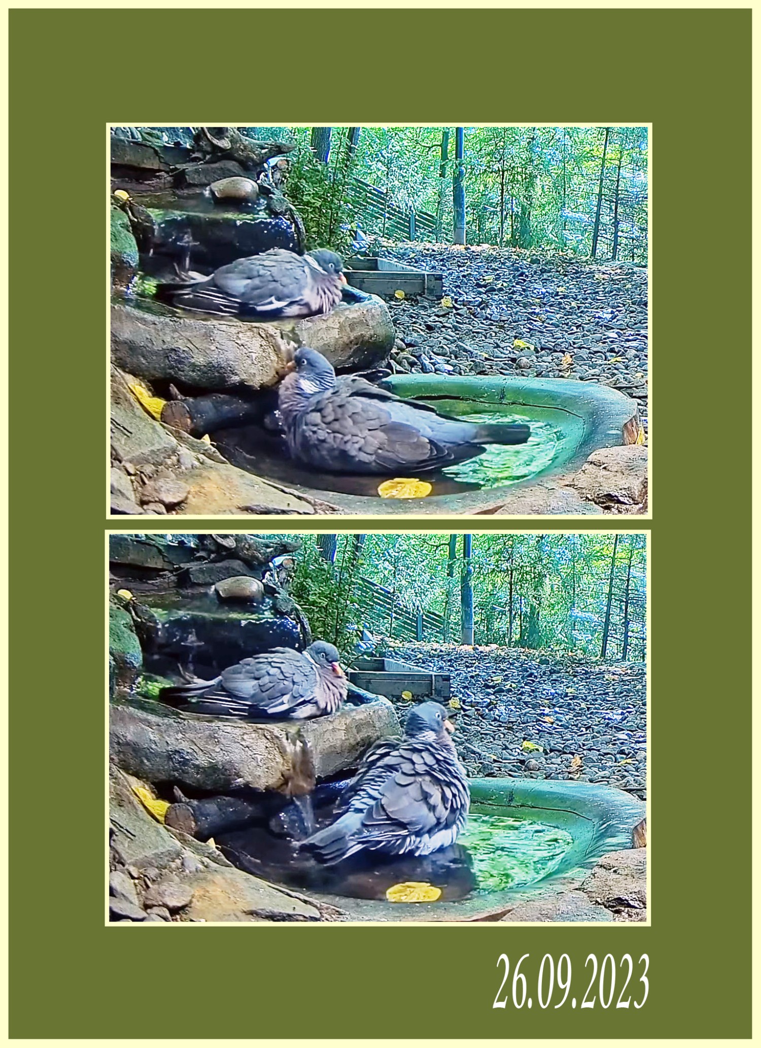 livebirdspoland_18c5329b329b8d2ee06240385781f963.jpg