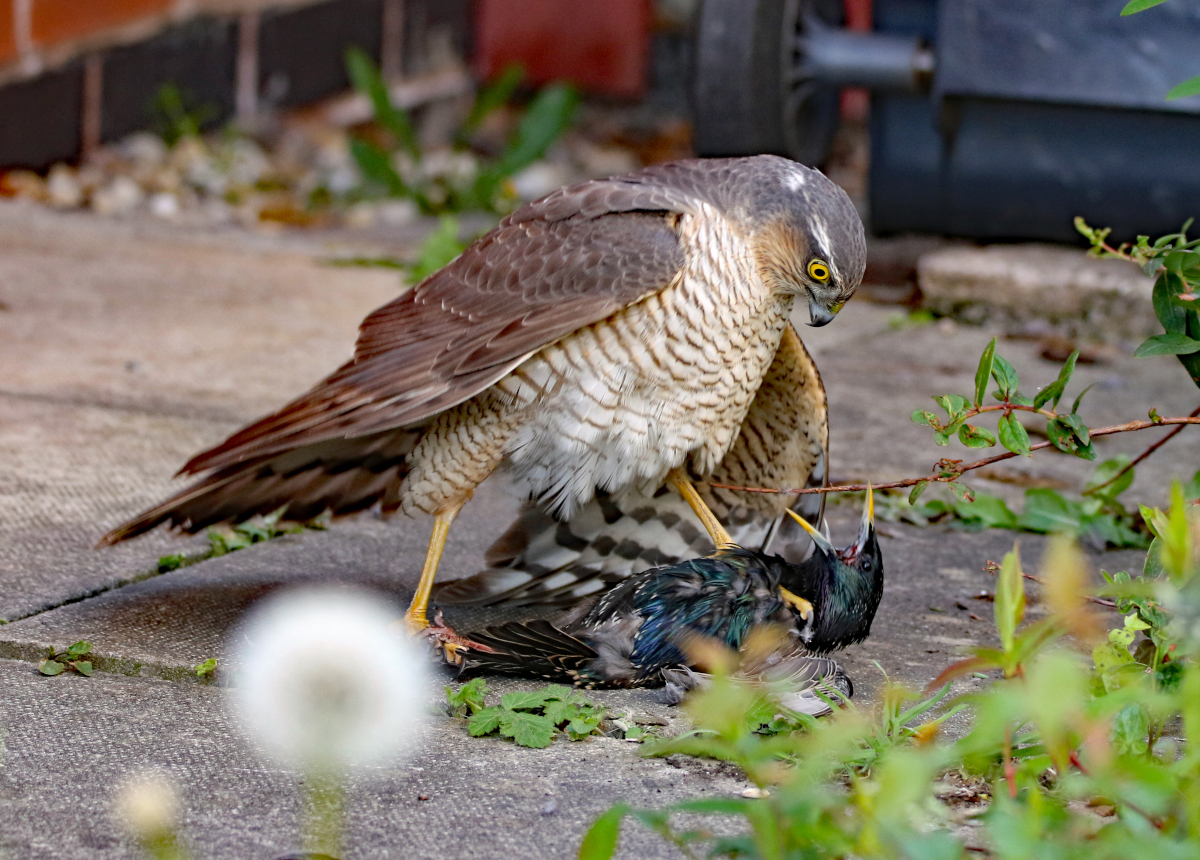 livebirdspoland_31c95f4cc3dafdb445263ae2f6e4e3c6.png