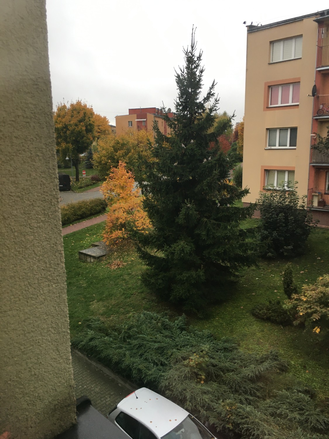 livebirdspoland_71d07a355bff1924094587075358deb1.jpg